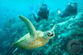 scuba diving at pulau perhentian