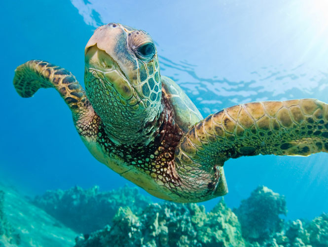 endangered species sea turtle